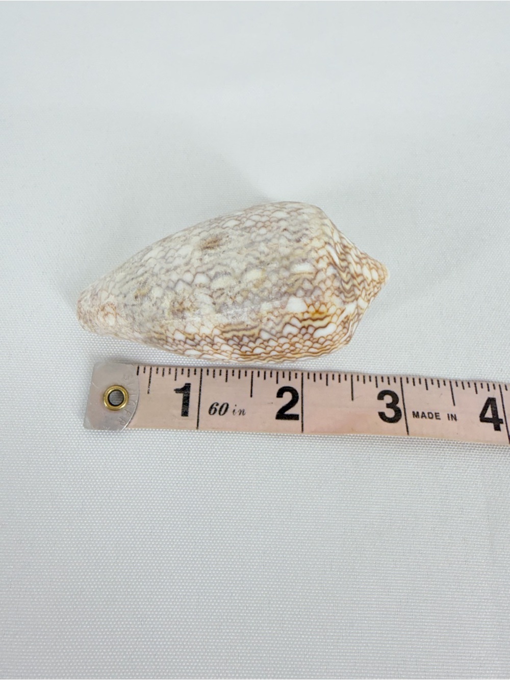 Seashell from down by the seashore - Picture 7 of 7